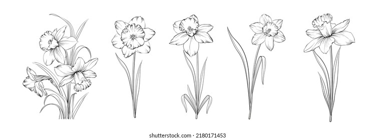 Set of differents narcissus on white background