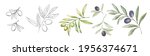 Set of differents olives branch on white background. Line art and watercolor style with transparent background.