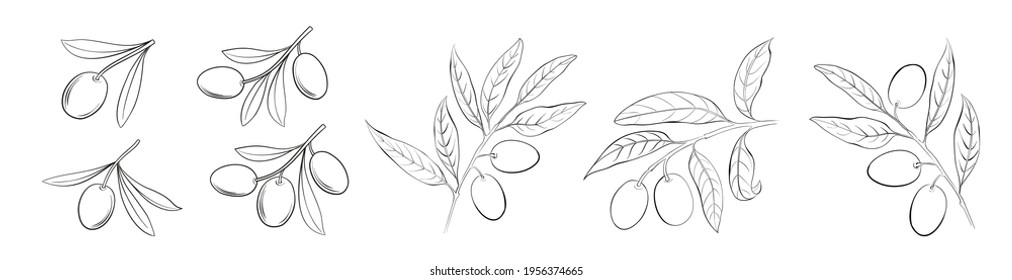Set of differents olives branch on white background. Line art style with transparent background.