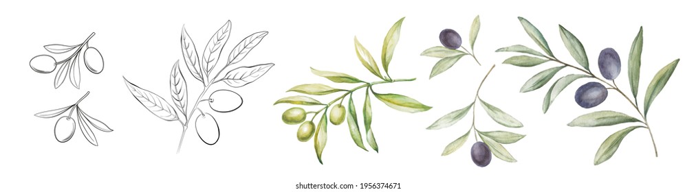 Set of differents olives branch on white background. Line art and watercolor style with transparent background. - Shutterstock ID 1956374671