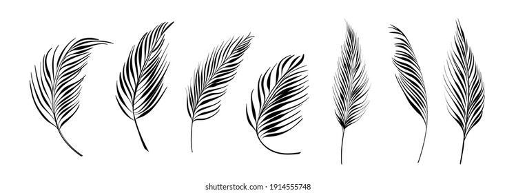 Set Of Differents Palm Branch On White Background