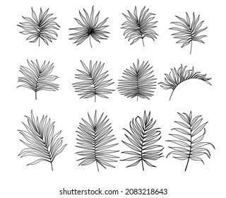 Set of differents palm branch on white background