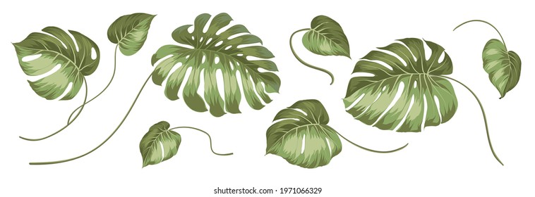 Set of differents peonies on white background.