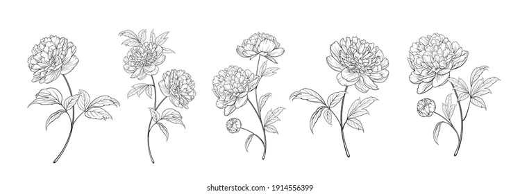 set of differents peony decoration on white background