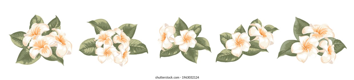 Set of differents plumeria flowers on white background.