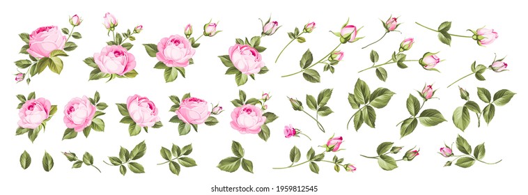 Conjunto de diferentes rosas sobre fondo blanco.