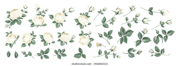 Set of differents roses on white background.