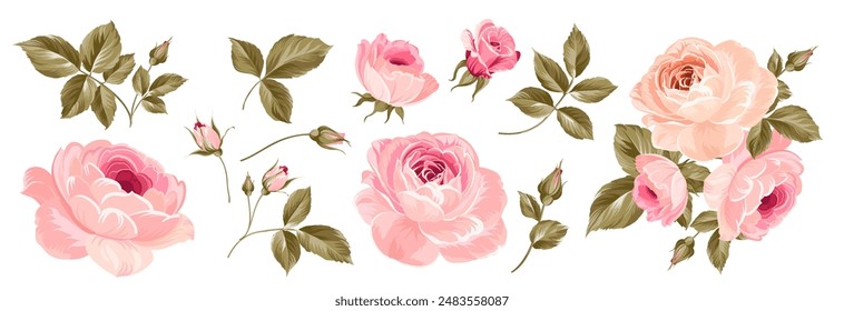 Set of differents roses on white background.