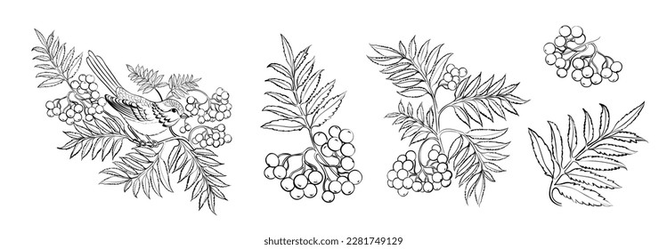 Conjunto de diferentes ruwanberry sobre fondo blanco.