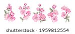 Set of differents sakura on white background.