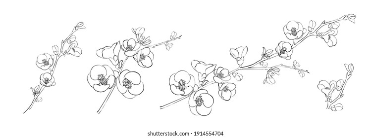 Set of differents sakura on white background