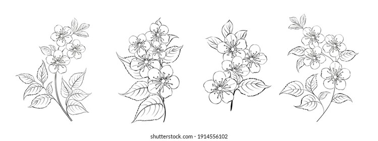 Conjunto de sakura diferente sobre fondo blanco