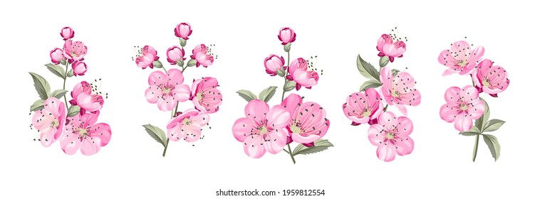 Set of differents sakura on white background.