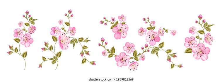 Set of differents sakura on white background.