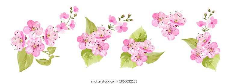 Set of differents sakura on white background.