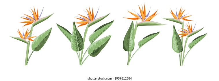 Set of differents strelitzia flowers on white background.