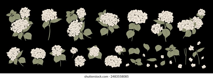 Set of differents white hydrangea on black background. Elegant line art, outline illustration.