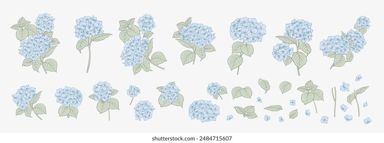 Set of differents white hydrangea on white background. Elegant line art, outline illustration.