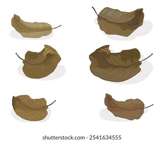 set of differnet types of dry fall brown leaves isolated on white background