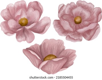 Set of digital watercolor painting pink wild rose blossoms isolated on white