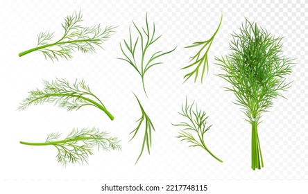 Set of dill branches. Vector illustration.