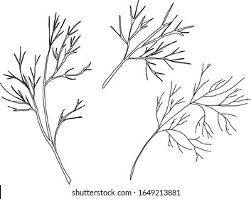 Conjunto de eneldo aislado sobre fondo blanco. Dibujo vectorial dibujado a mano, boceto.