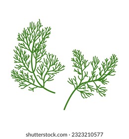 Set of dill isolated on white background. vector illustration.