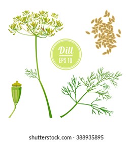 Set of dill isolated on white background. Dill elements for design. Vector illustration