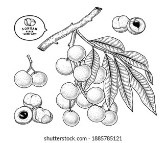 Conjunto de elementos dibujados a mano con el fruto de longan de Dimocarpus ilustración botánica