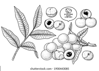 1,027 Longan Drawing Images, Stock Photos & Vectors | Shutterstock