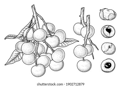 Set of Dimocarpus longan fruit hand drawn elements botanical illustration