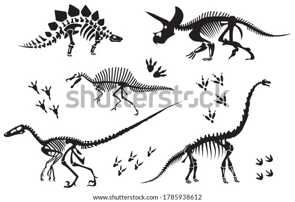 Set Dinosaur Skeletons Collection Silhouettes Bones Stock Vector ...