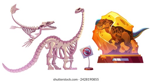 Set of dinosaur skeletons isolated on white background. Vector cartoon illustration of dino bones on wooden stand, no touch warning sign, history museum exhibition kit, remains of ancient animals