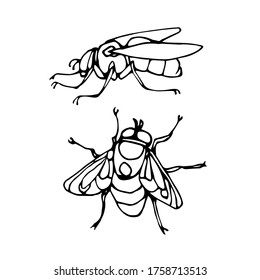  set of a dirty ugly dung fly, for logo or icon, infection symbol, vector illustration with black ink contour lines isolated on a white background in doodle & hand drawn style