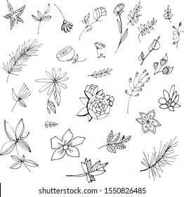 set of diverse flowers hand drawn line