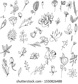 set of diverse flowers hand drawn line