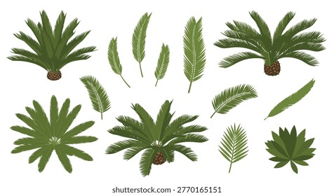 Set of diverse green palm tree leaves and tropical plants isolated on a white background for botanical and nature designs.