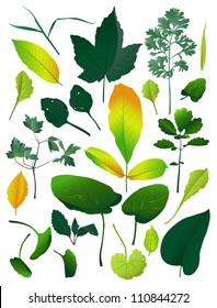 Set of diverse leaves. Beautiful elements for decoration