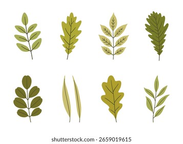 Conjunto de diversas hojas de primavera en colores verdes. Fondo de verano, follaje de roble, acacia, fresno, sauce y otros, aislado en blanco. Iconos de hojas, Ilustración vectorial