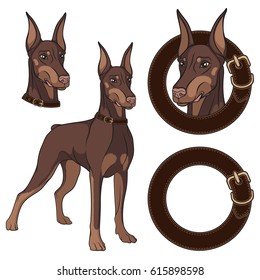 Set of Doberman colored illustrations in a collar. Isolated vector objects on white background.