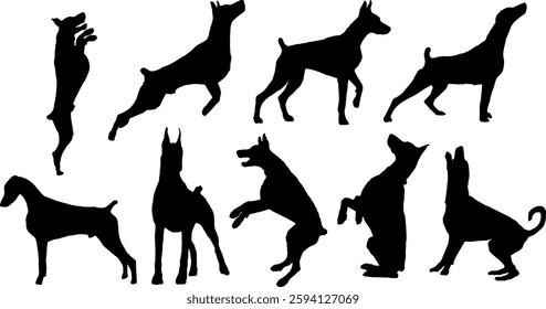 set of doberman vector silhouette	
