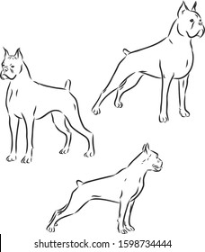 Set of dog boxer, vector sketch illustration 