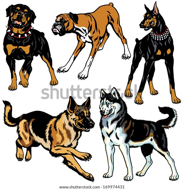 set with dog breeds, illustration isolated on white background
