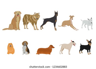 set of dog breeds on white background