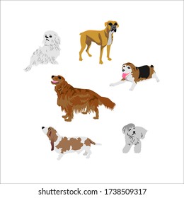 set of dog. flat vector illustration of funny dog, beagle, golden retriever, basset hound, bulldog, bichon habanero