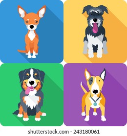 Set dog icon flat design, Bull Terrier and Chihuahua, Miniature Schnauzer and Bernese Mountain Dog