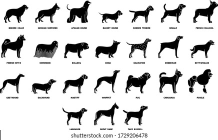 A set of dog illustrations icons