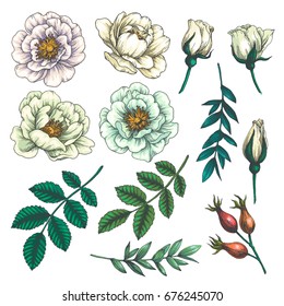 Set of dog rose. Vintage botanical hand drawn illustration of briar flowers, buds, berries and leaves. Vector engraved color natural elements. Sketch style.