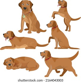 set, dog in various poses