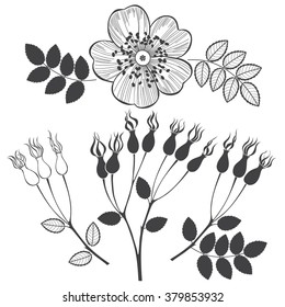 Set of dogrose isolated on white background.  Hand drawn vector illustration, sketch. Elements for design.